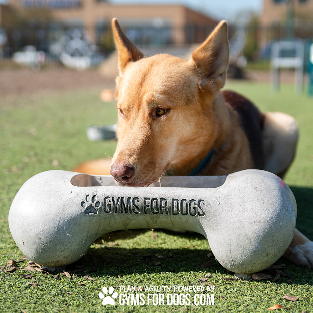 NEW BoneBowlSmall4.jpg